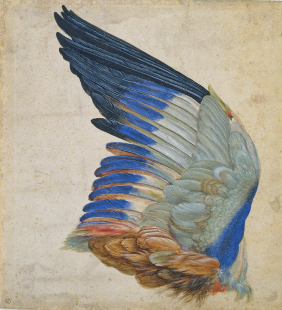 Detail of Wing of a Blue Roller by Hans Hoffmann