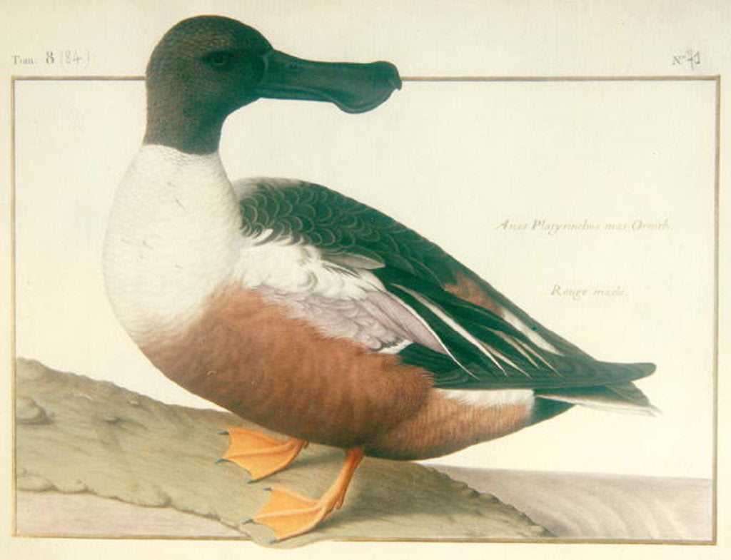 Detail of A Northern Shoveler by Nicolas Robert