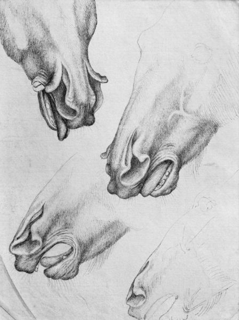 Detail of Slashed nostrils of horses by Antonio Pisanello