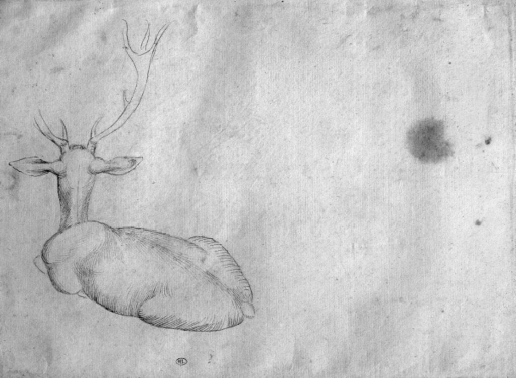 Detail of Resting stag, seen from behind by Antonio Pisanello