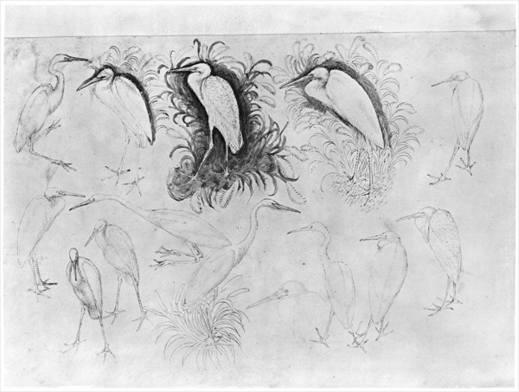 Detail of Fourteen egrets by Antonio Pisanello