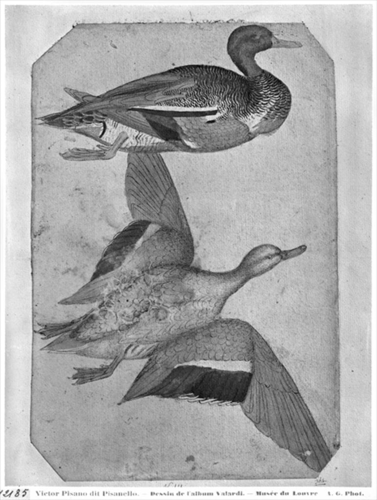 Detail of Ducks by Antonio Pisanello