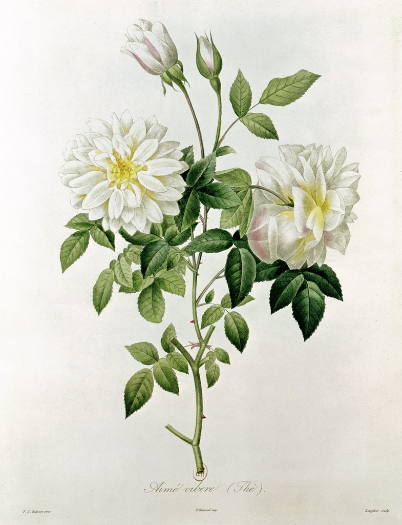 Detail of Aime Vibere by Pierre Joseph Redoute