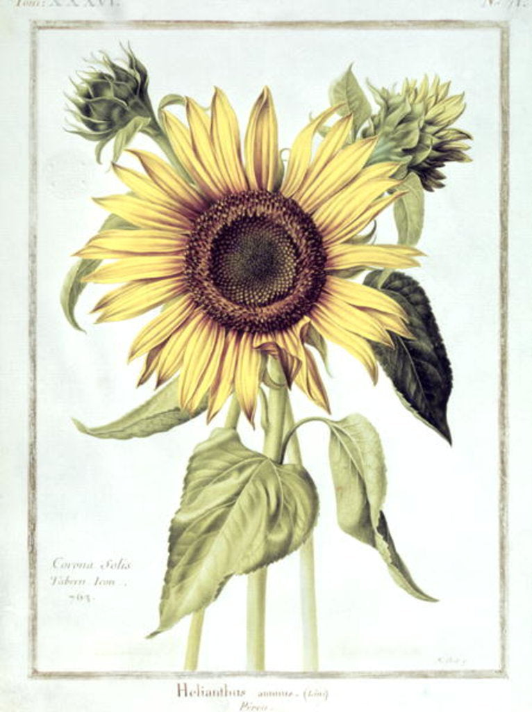 Detail of Helianthus Annuus by Nicolas Robert