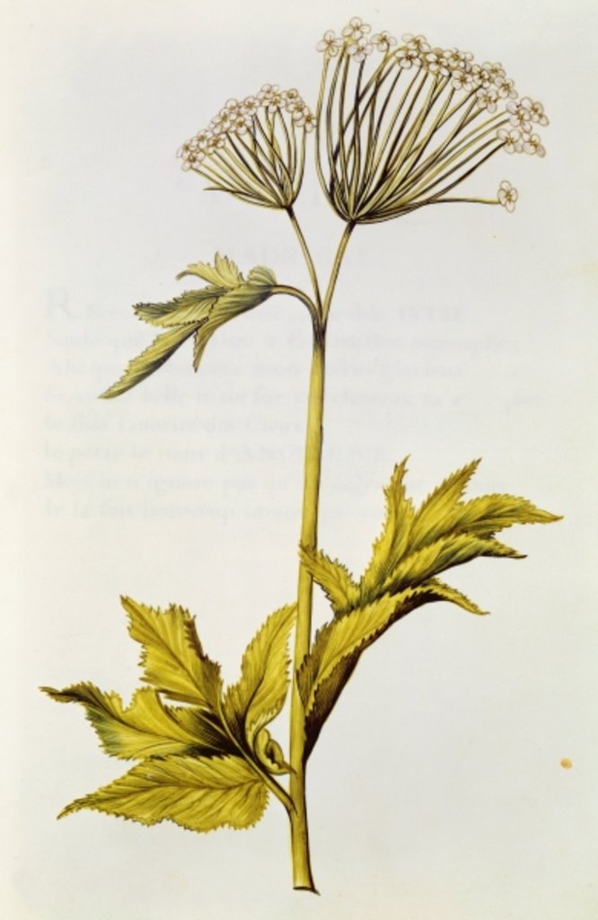 Detail of Angelica by Nicolas Robert