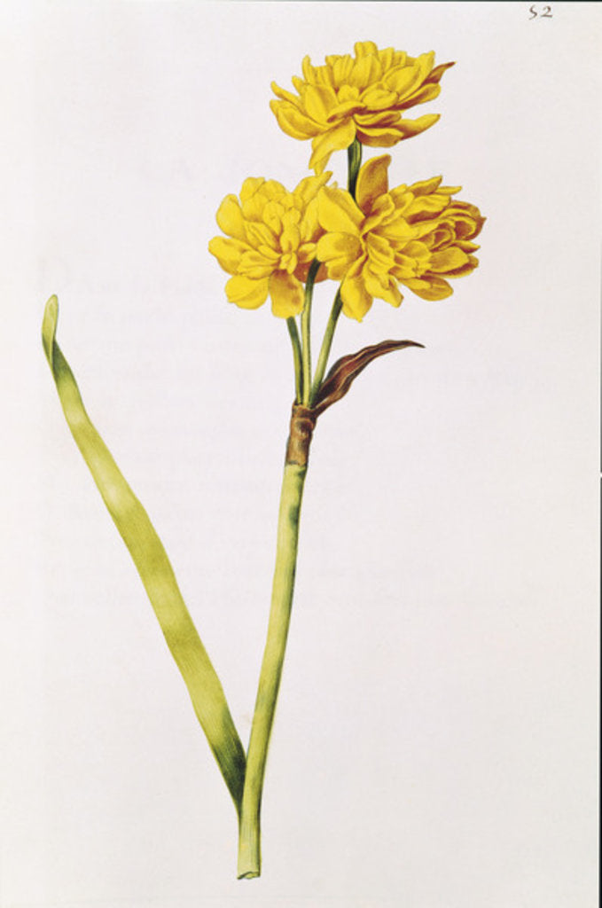 Detail of Jonquil by Nicolas Robert