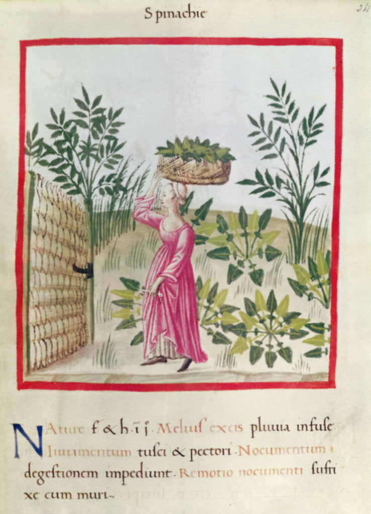 Detail of Ms 3054 f.24 Harvesting Spinach by Italian School