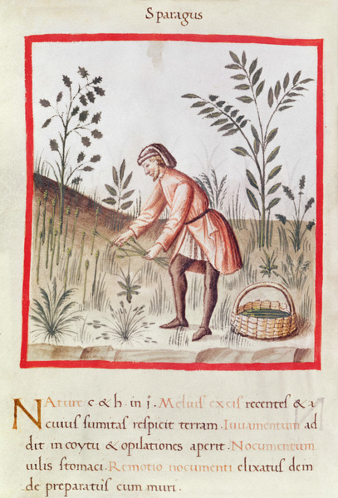 Detail of Ms 3054 fol.23v Harvesting Asparagus by Italian School