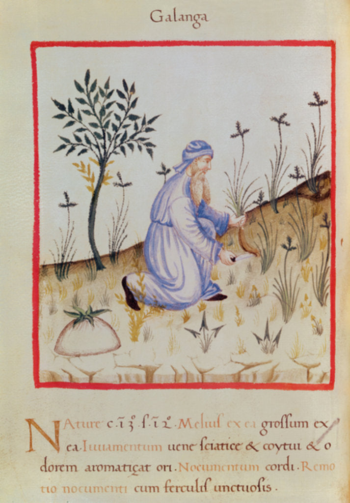 Detail of Ms 3054 f.22 Harvesting galangal by Italian School