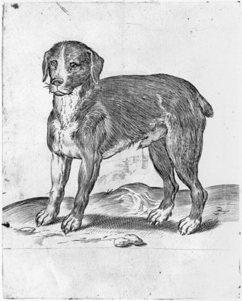 Detail of Dog by Agostino Carracci
