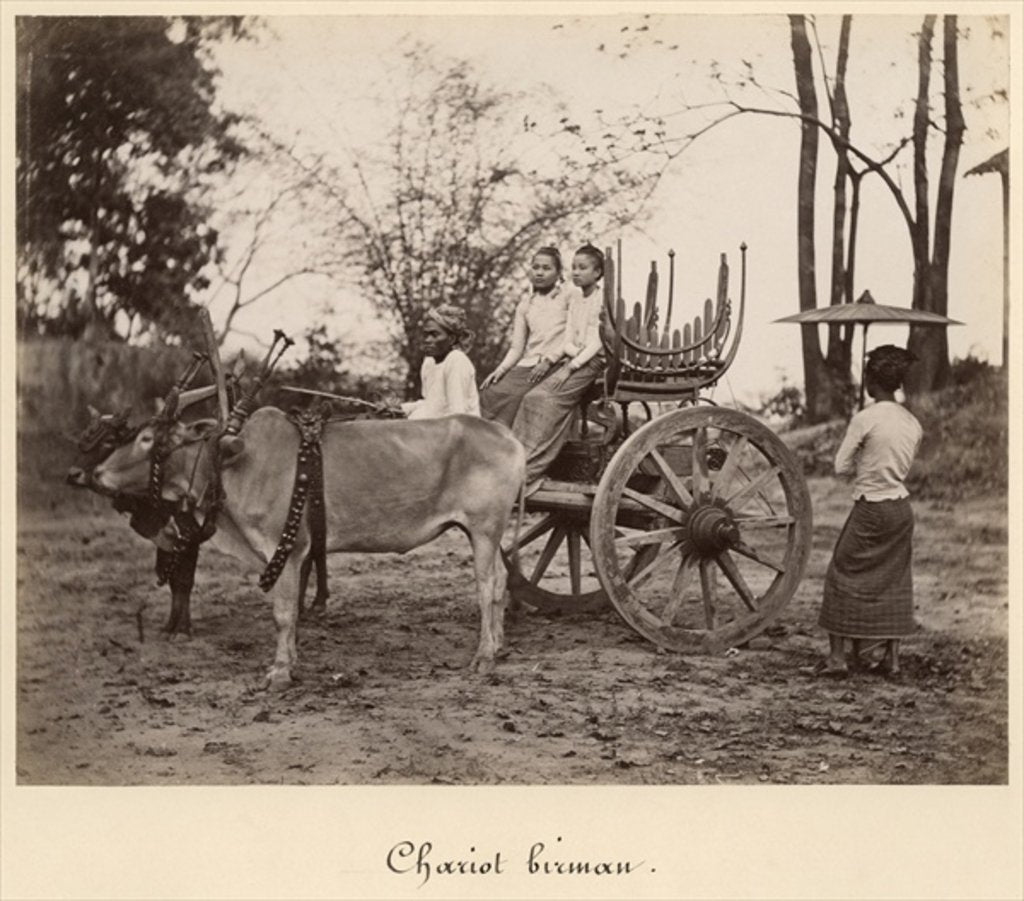 Detail of Cart pulled by two oxen at Mandalay, Burma, c.1885 by English Photographer