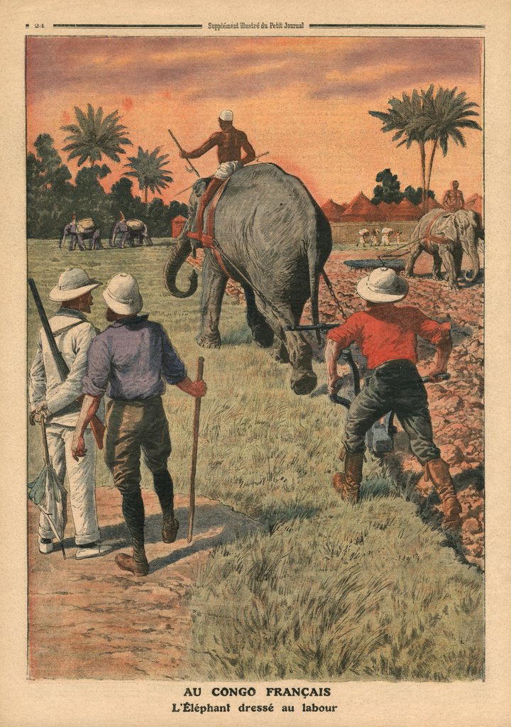 Detail of In French Congo, elephant trained to ploughing by French School
