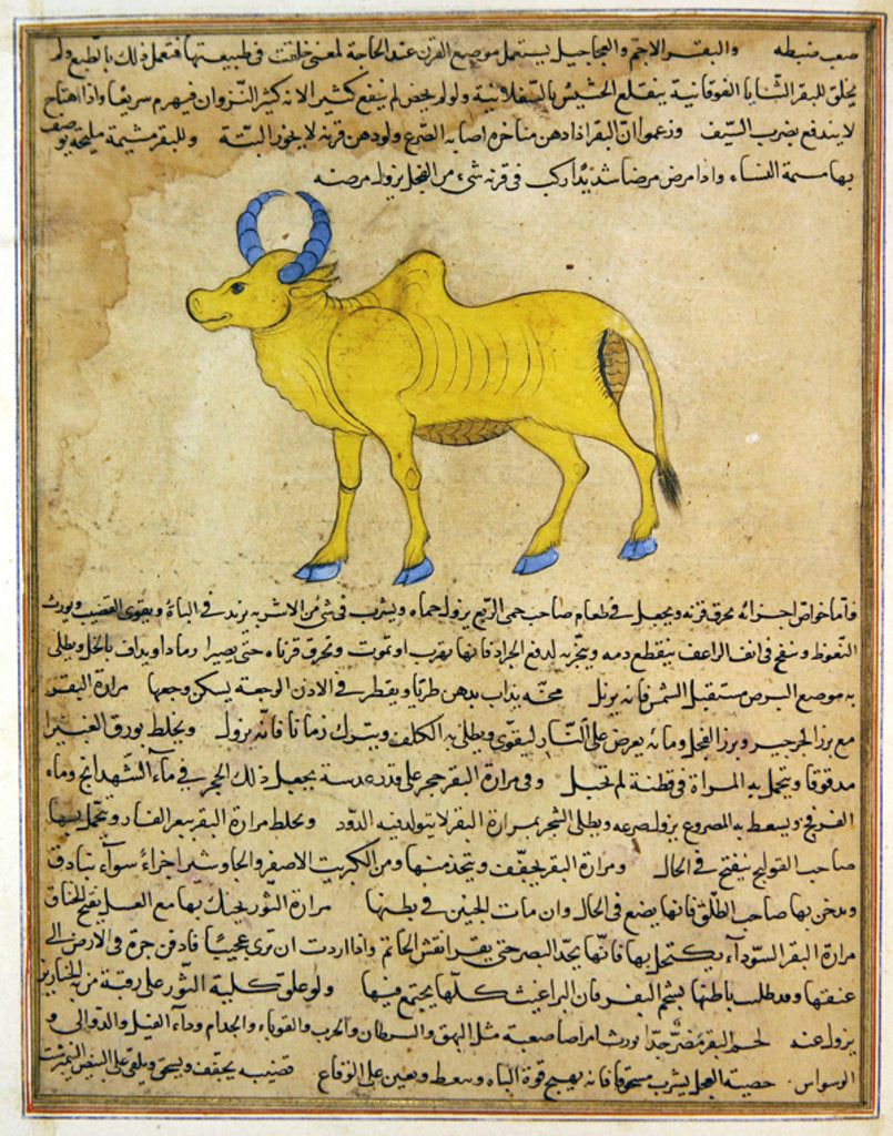 Detail of Ms E-7 fol.181b Zebu by Islamic School