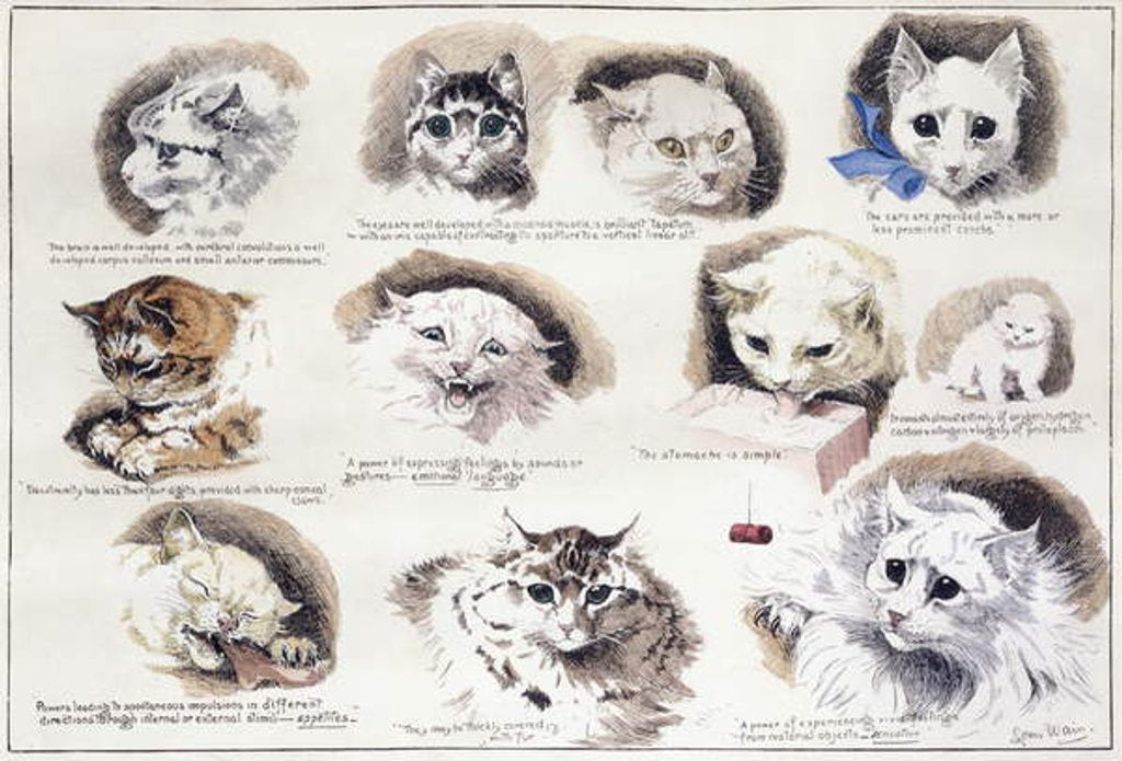 Detail of Plan of the Mazas Prison and cells for prisoners, Boulevard Mazas, Paris by French School