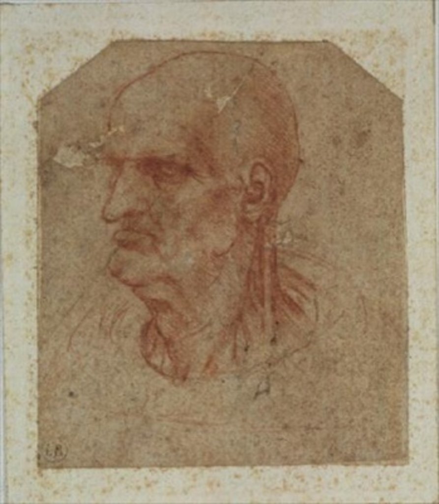 Detail of Head of a beardless old man, left profile by Leonardo da Vinci