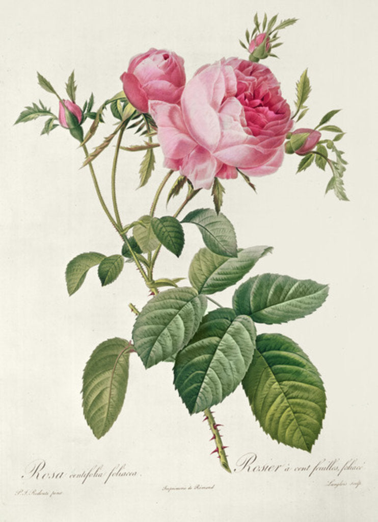 Detail of Thory, les Roses, Rosa Centifolia Foliaca by Eustache Hyacinthe Langlois