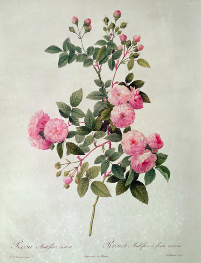 Detail of Les Roses de Thory, Rosa Multiflora Carnea by Pierre Joseph Redouté