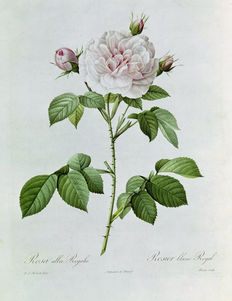 Detail of Claude-Antoine Thory 'Les roses'. Illustration: rosa alba regalis by Pierre Joseph Redouté
