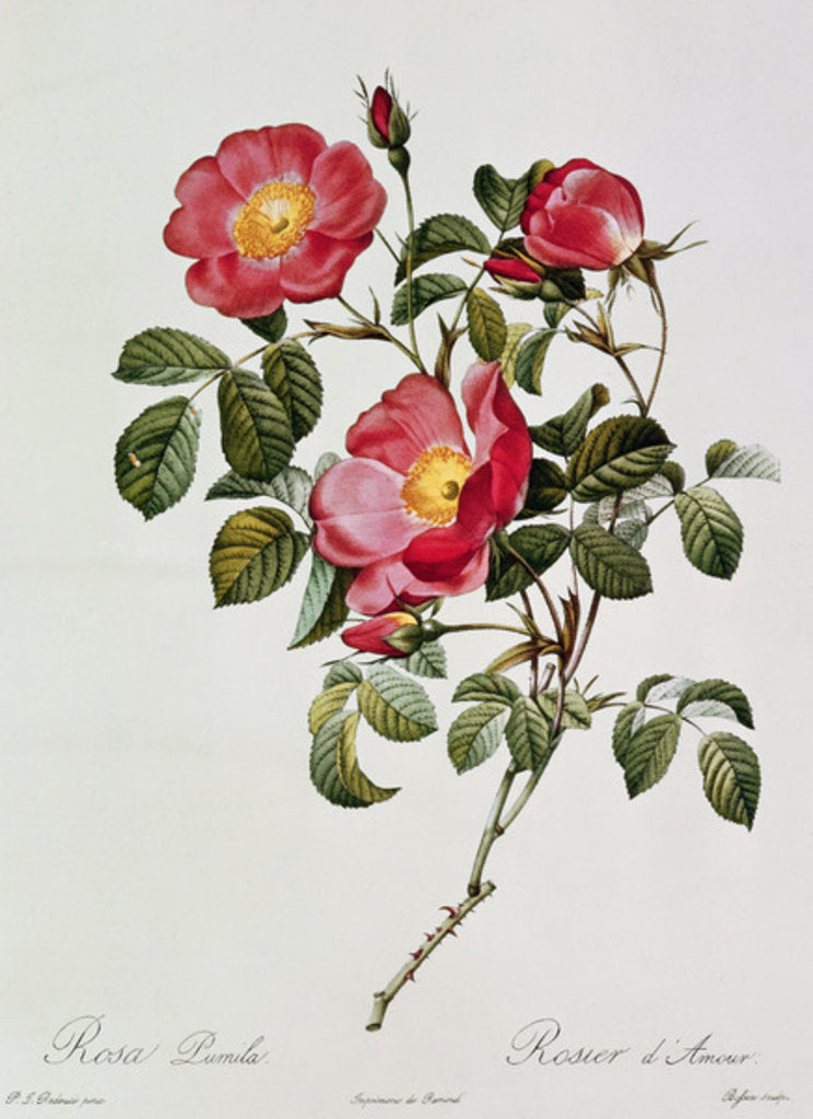 Detail of Les Roses de Thory. Rosa Pumilia by Pierre Joseph Redouté