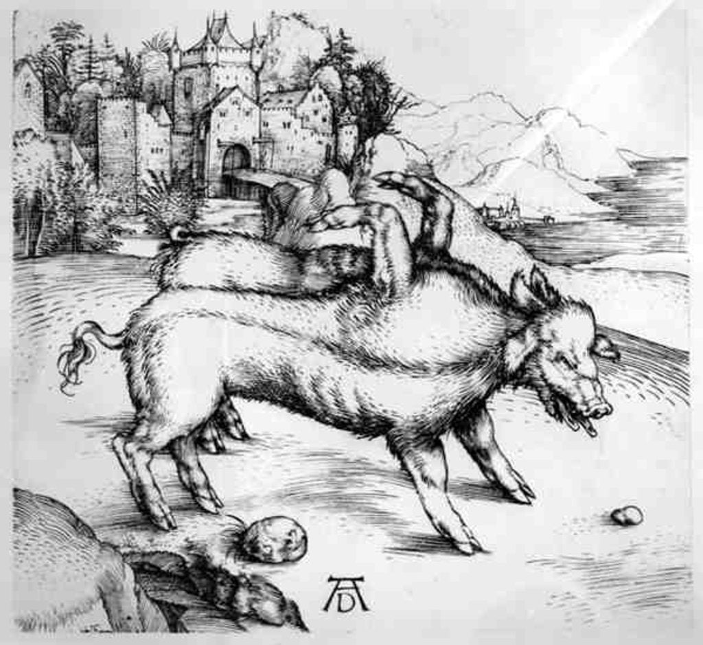 Detail of Monstrous Pig by Albrecht Dürer or Duerer