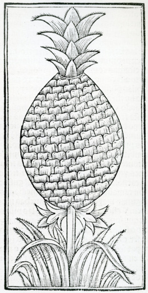 Detail of Illustration from 'De la natural hystoria de las Indias' by French School