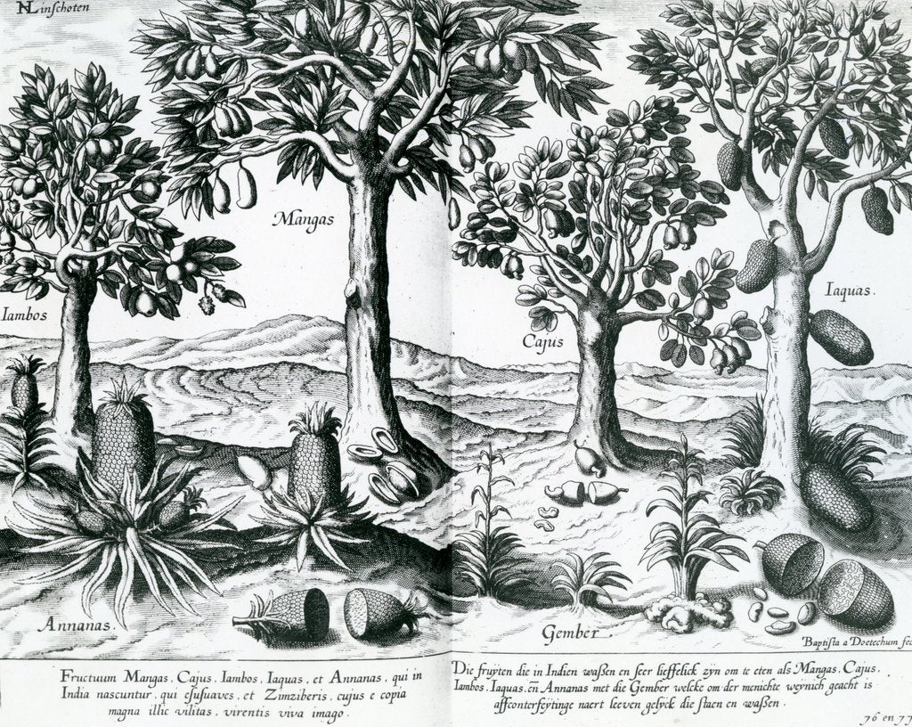 Detail of Tropical Fruit trees, 1596 by Johannes Baptista van the Younger Doetechum