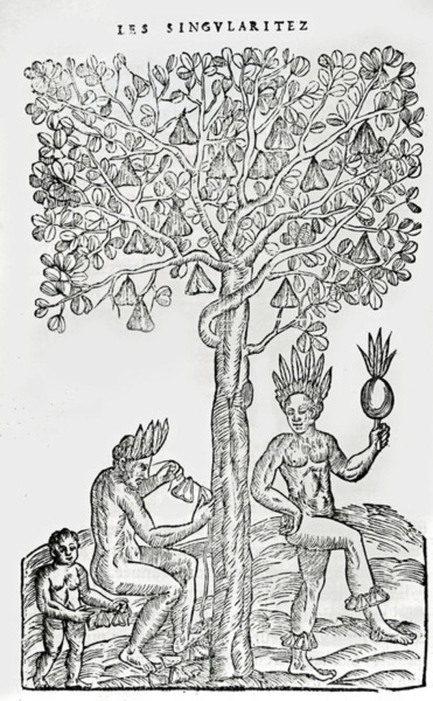 Detail of Nana fuit, medicinal plant by French School