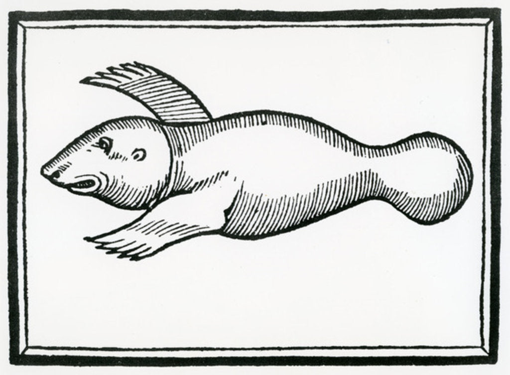 Detail of A Fish called 'Manati' by Christopher Columbus