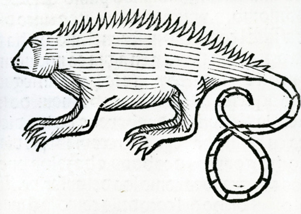 Detail of Iguana from 'la Historia general de las Indias' 1547 by Christopher Columbus