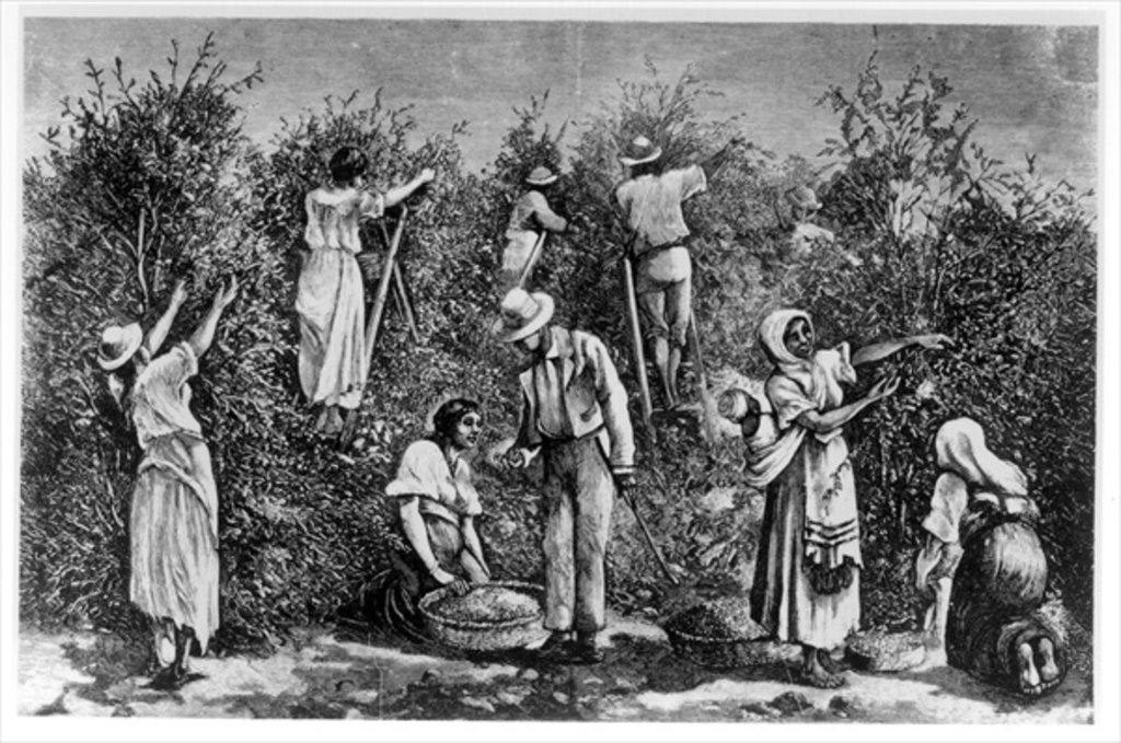 Detail of Coffee Harvest by English School