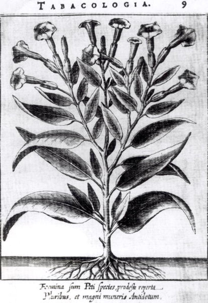 Detail of A Tobacco Plant, 1622 by English School