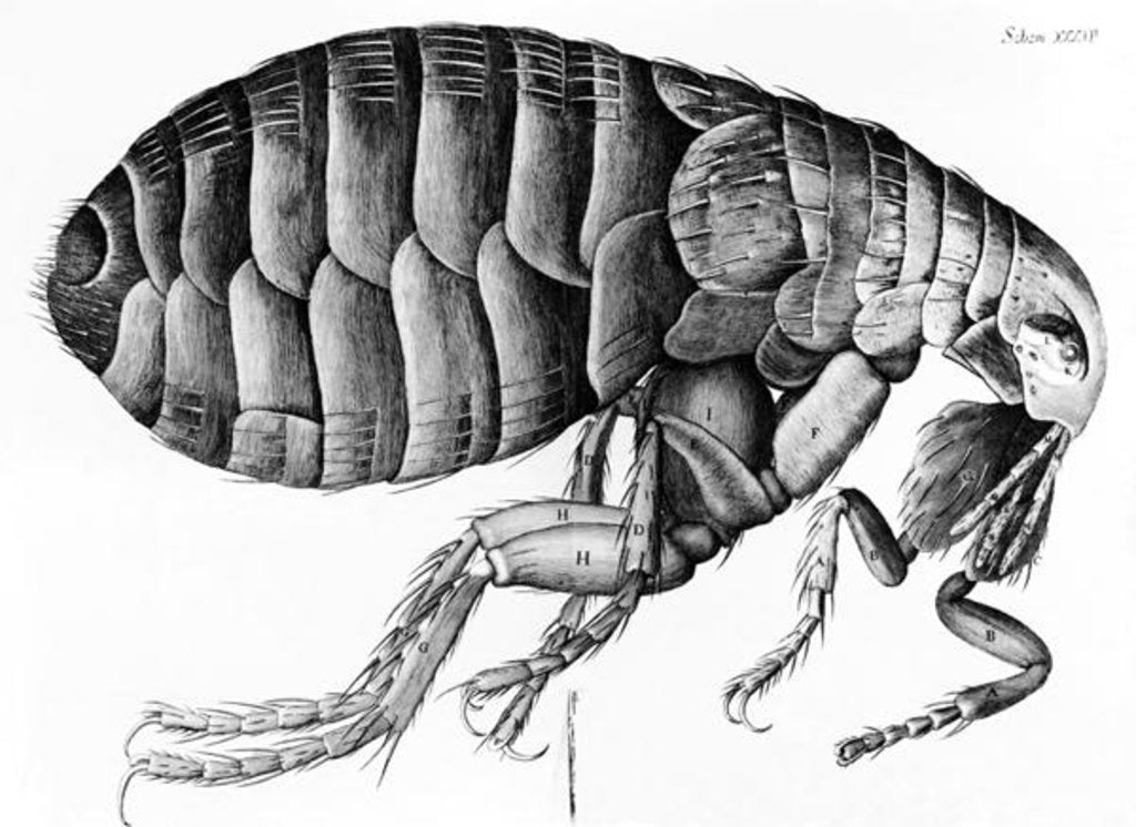 Detail of A Flea from Microscope Observation by Robert Hooke, 1665 by English School