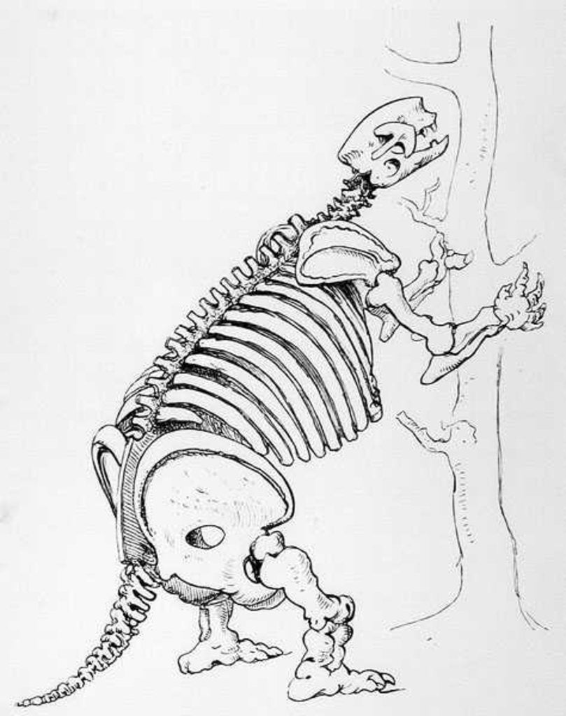 Detail of Skeleton of a Mylodon by English School