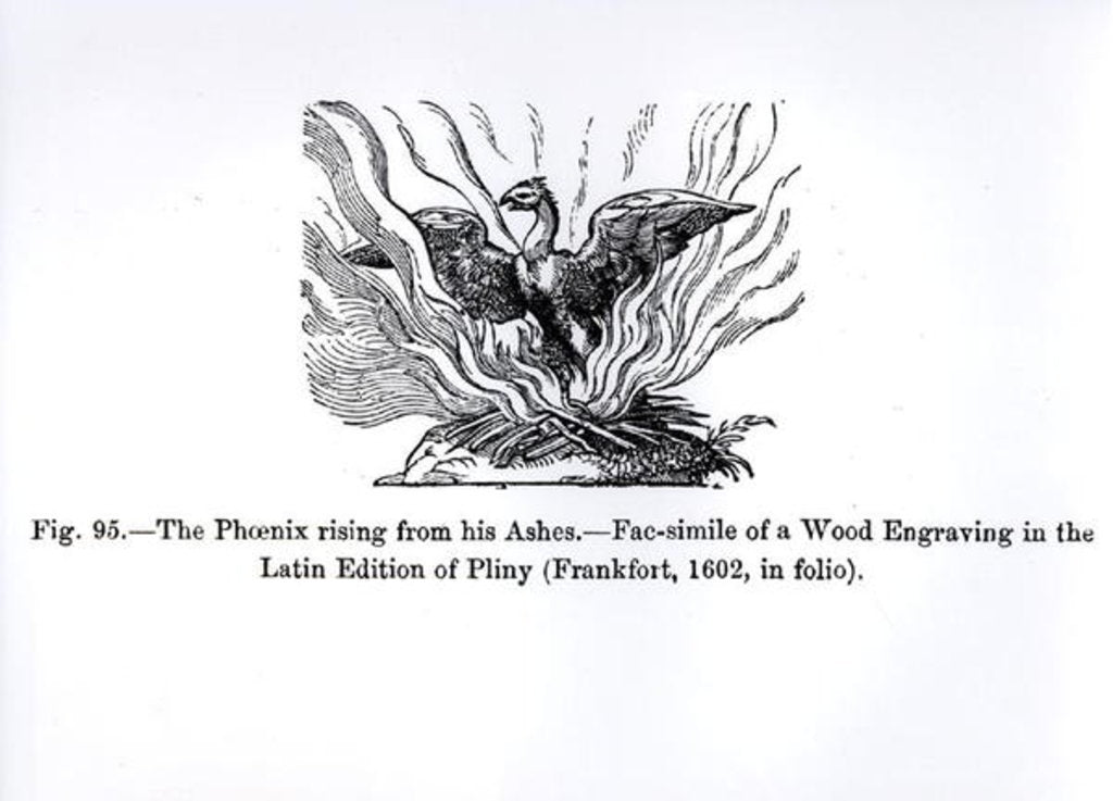 Detail of The Phoenix rising from his ashes, from a Latin edition of Pliny published in Frankfurt in 1602 by German School