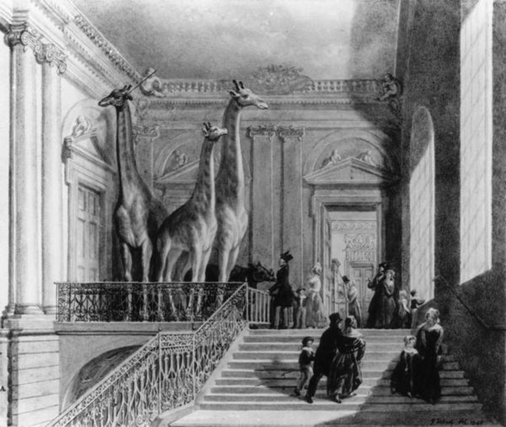 Detail of Giraffes on the staircase in the British Museum, 1845 by George the Elder Scharf