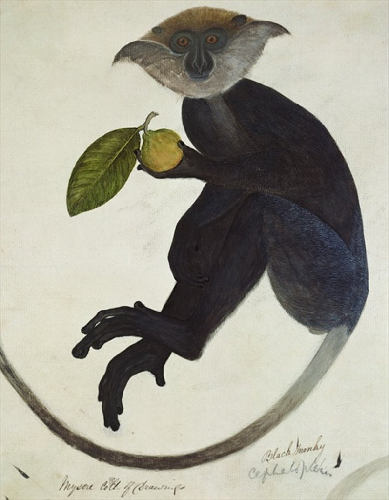 Detail of Black Monkey by School English