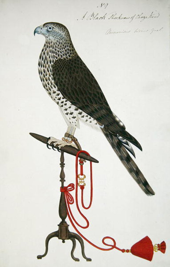 Detail of Indian Sparrow-Hawk by School English