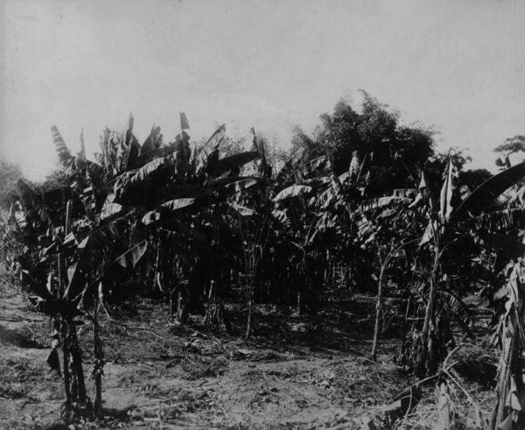 Detail of Banana Cultivation, Trinidad, c.1891 by English Photographer