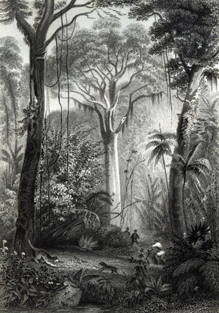 Detail of Scene in a Brazilian Forest engraved by J.Bishop by Henry George Hine
