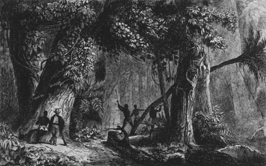 Detail of Forest Opening from 'Bresil, Columbie at Guyanes', by Ferdinand Denis and Cesar Famin 1839 by French School