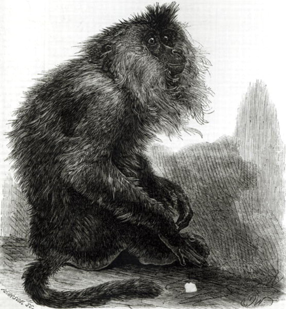 Detail of The Indian Waderoo Monkey engraved by Pearson, October 1859 by English School