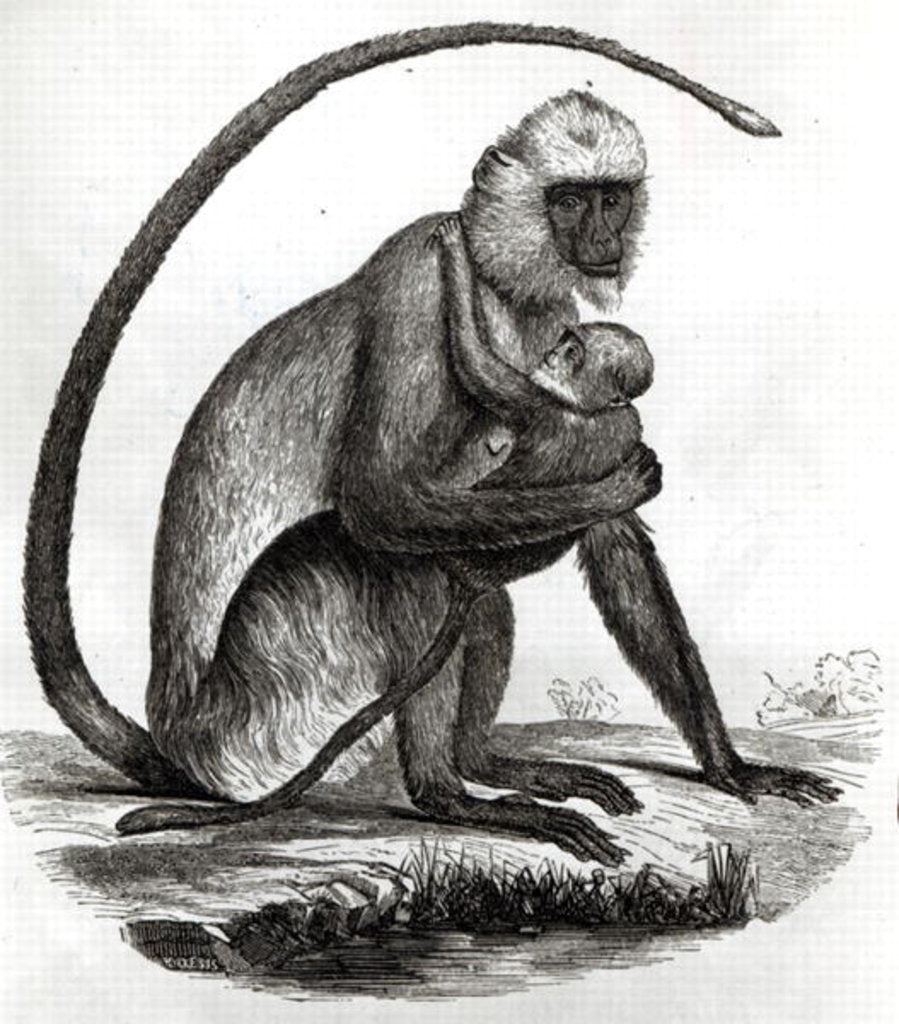 Detail of Brazilian Monkey by French School