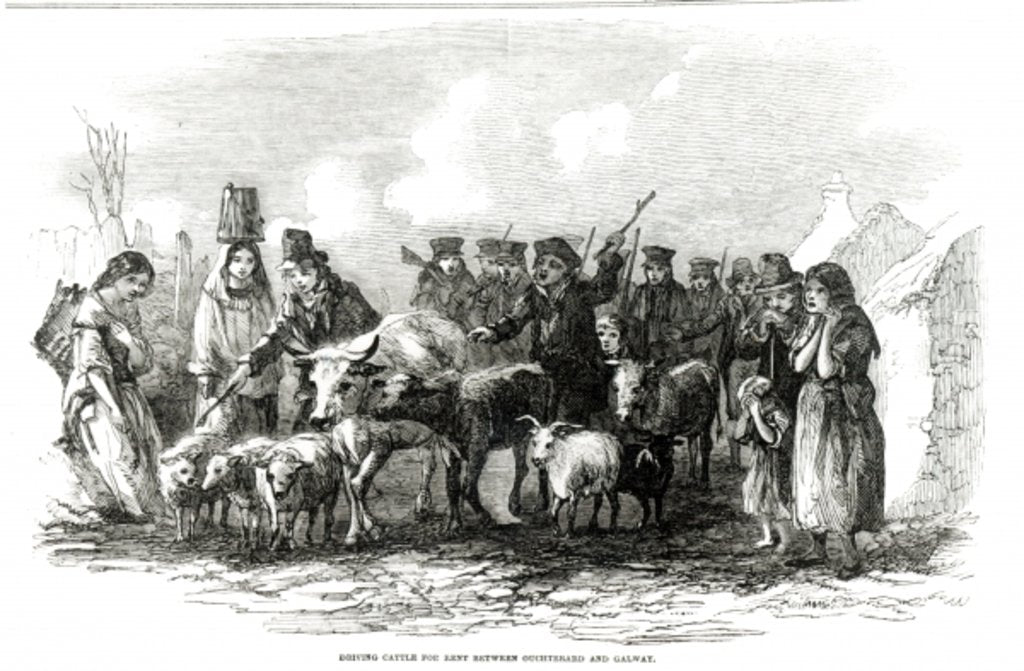 Detail of Driving Cattle for Rent between Ouchterard and Galway by English School