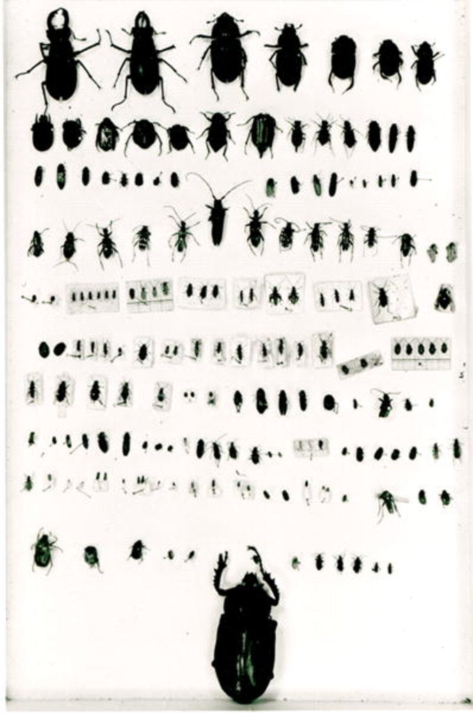 Detail of Darwin's insect collection by Anonymous