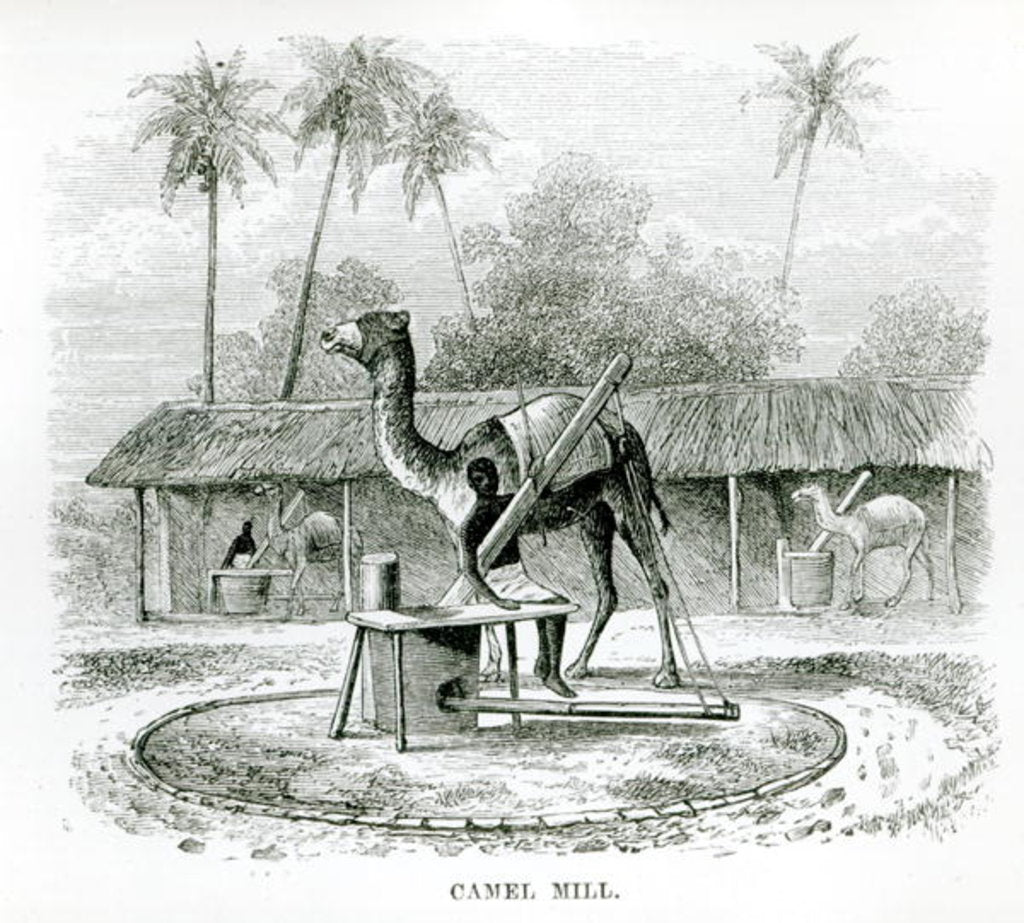 Detail of Camel Mill by English School
