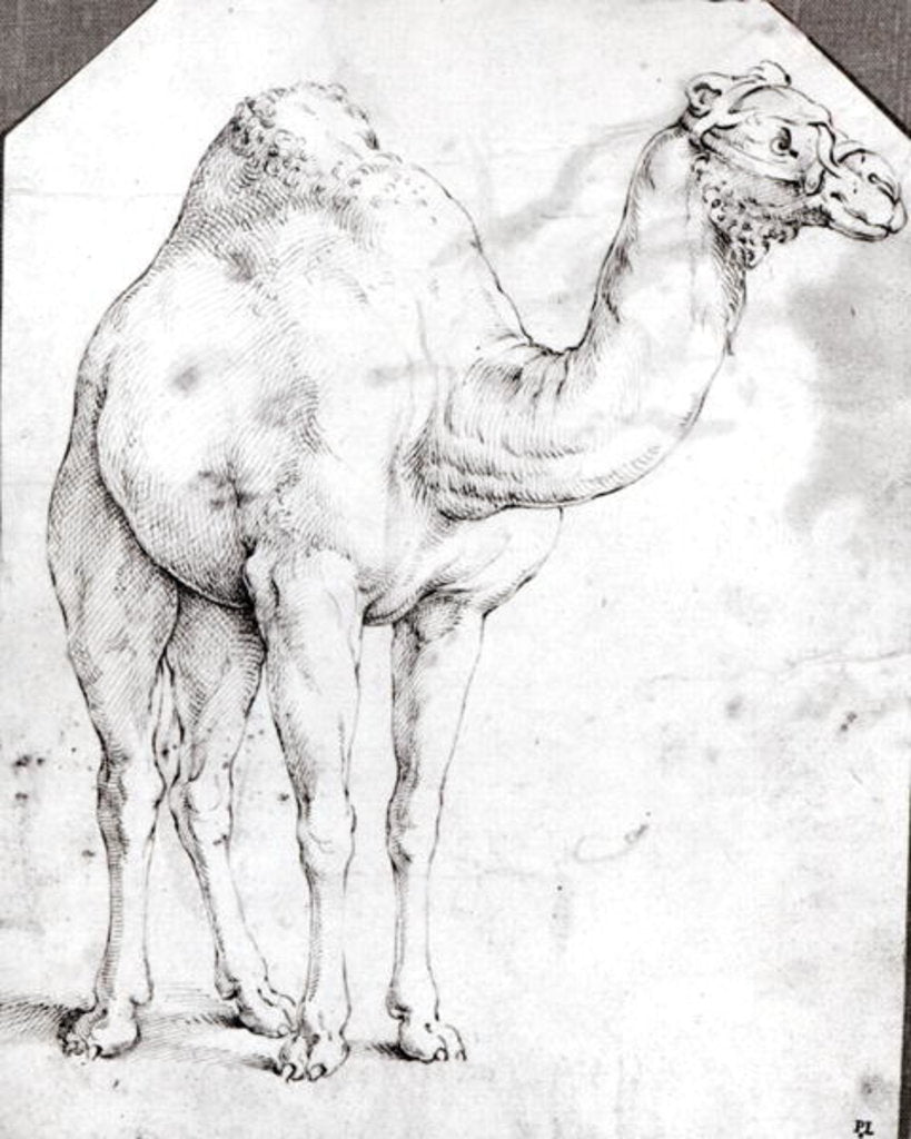 Detail of Camel by Battista Franco