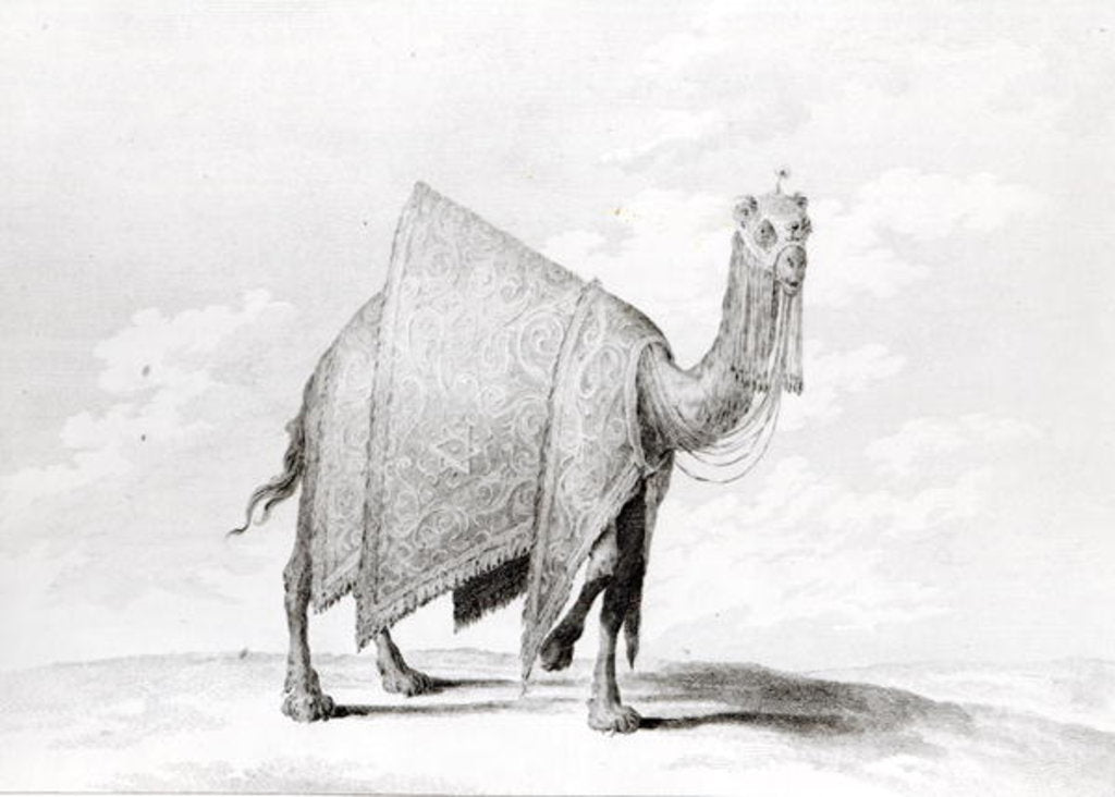 Detail of Camel by Alexis Nicolas Perignon