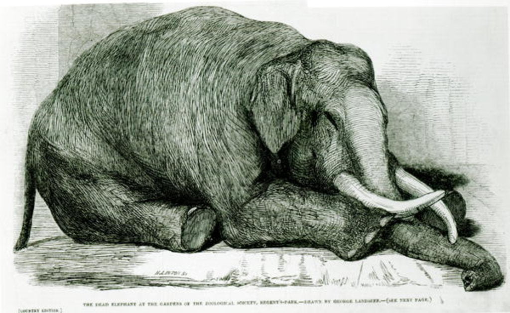 Detail of The Dead Elephant at the Gardens of the Zoological Society, Regents Park by George Landseer