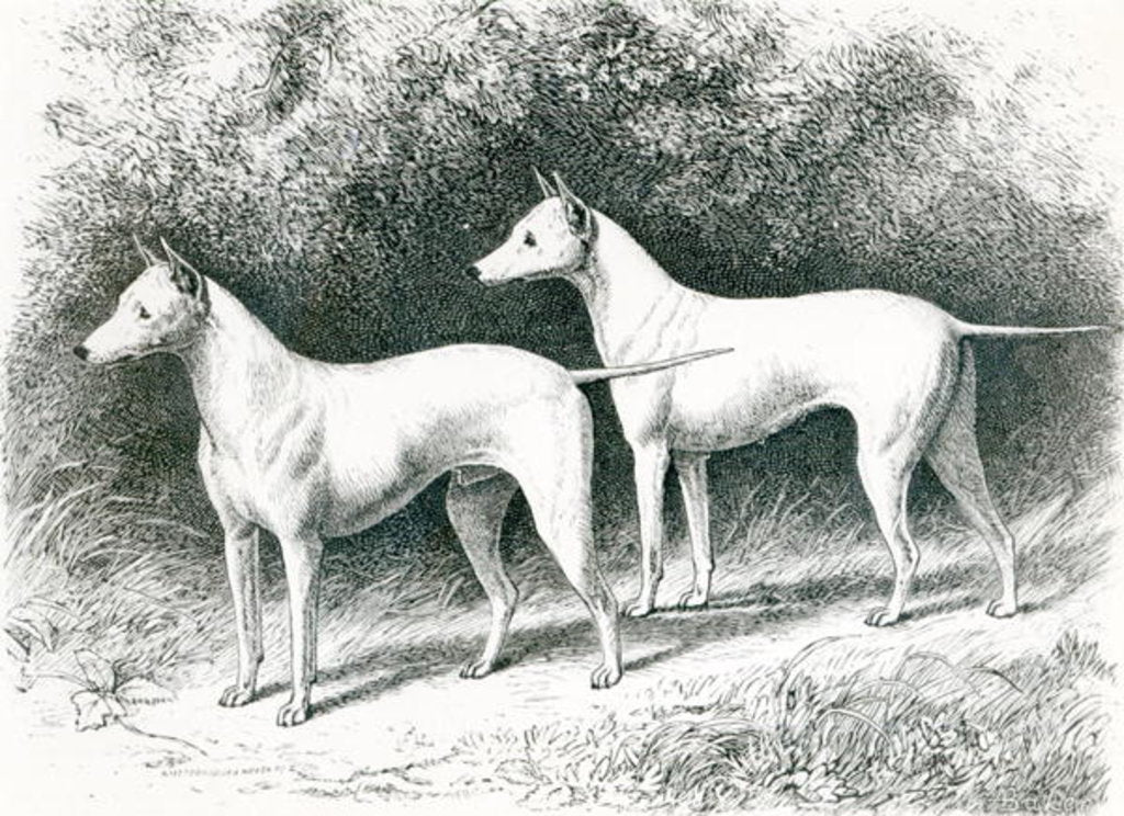 Detail of Mr. Vero Shaw's White English Terriers 'Sylvio' and 'Sylph' by School English