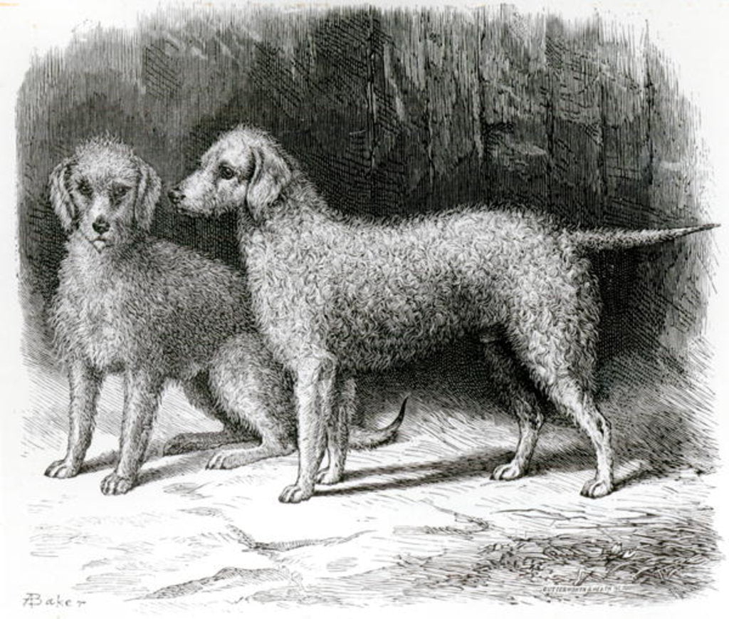 Detail of Bedlington Terriers- Mr. F. Armstrong's 'Rosebud' and Mr. A. Armstrong's 'Nailor' by School English